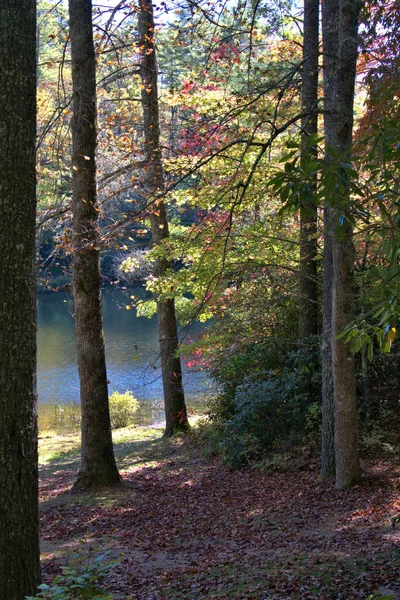 南卡罗来纳州一条远足小径上的秋天色彩 — 图库照片