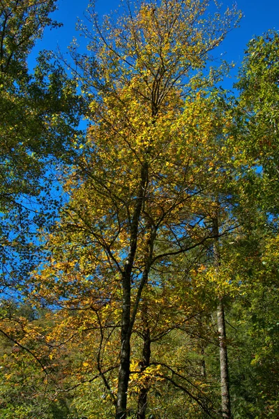 Fall Yellow Barevné Podzimní Barvy Stromech Severní Karolíny — Stock fotografie