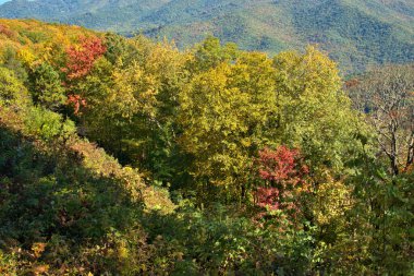 Blue Ridge Parkway 'de Manzaralı Sonbahar Renkleri