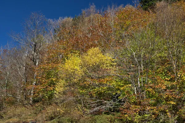 ブルーリッジ パークウェイの景色の秋の色 — ストック写真