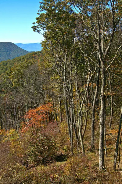 Naturlige Høstfarger Blue Ridge Parkway – stockfoto