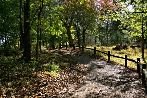 Tennessee dağlarında ağaçların yaprakları arasında güneş ışığıyla çevrili bir orman patikası boyunca yürüyüş yapmak.