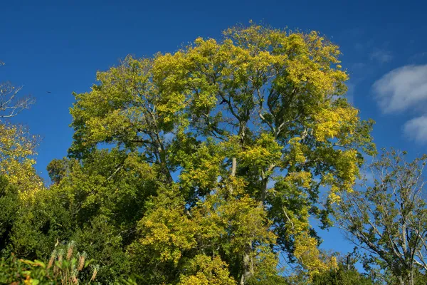 Cores Outono Coloridas Mostrando Topo Árvore Contra Céu Azul Nublado — Fotografia de Stock