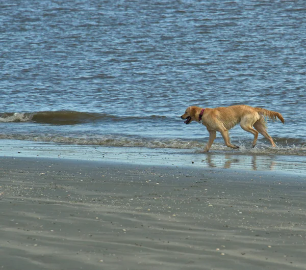 Water Loving Dog Beach — Stock Photo, Image