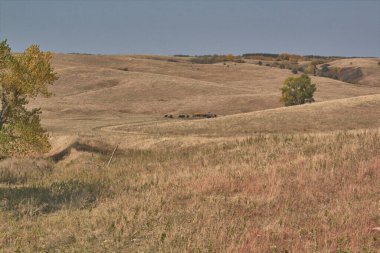 Sığır Diyarı 'ndaki Erken Sonbahar' da yuvarlanan tepeler tepeler arasında alçak bir sürüyle