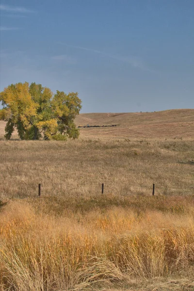 Большая Группа Скота Пасется Пастбище Ранней Осенью — стоковое фото