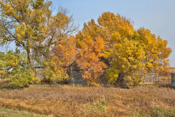 Осенние Цвета Деревьях Окружают Фермерское Хранилище — стоковое фото