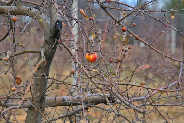 Close up of a few applies still hanging on after being missed by the apple pickers