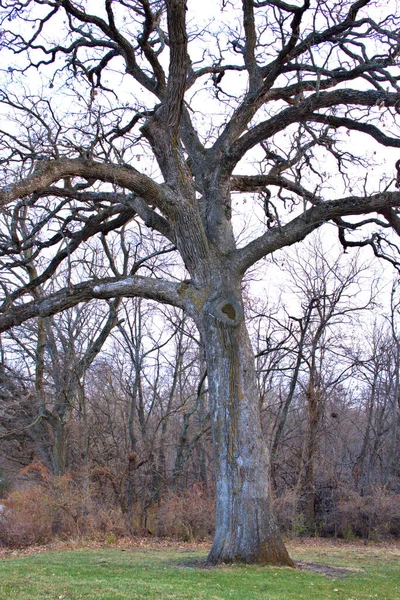 200 Year Old Burr Oak Tree Fall — Fotografia de Stock