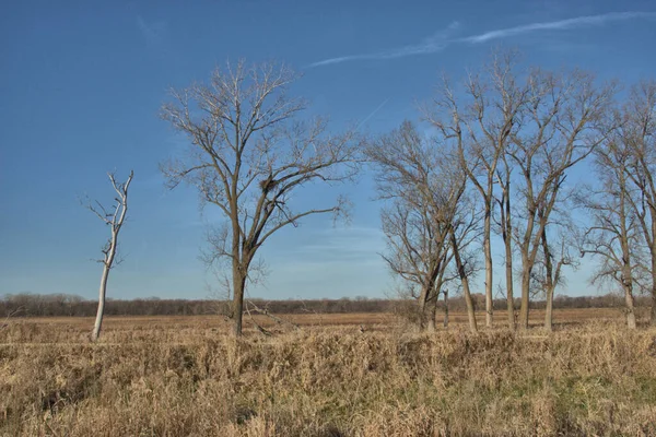 Łysy Orzeł Gniazdo Wysoko Martwym Cotlon Wood Tree — Zdjęcie stockowe