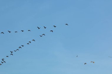 NE Missouri 'deki Loess Bluff Ulusal Vahşi Yaşam Sığınağı