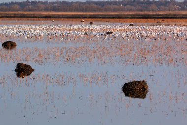 NE Missouri 'deki Loess Bluff Ulusal Vahşi Yaşam Sığınağı' nda vahşi yaşam alanı
