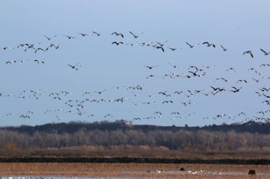 NE Missouri 'deki Loess Bluff Ulusal Vahşi Yaşam Sığınağı