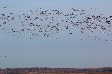 NE Missouri 'deki Loess Bluff Ulusal Vahşi Yaşam Sığınağı