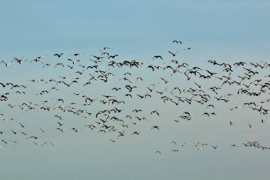 NE Missouri 'deki Loess Bluff Ulusal Vahşi Yaşam Sığınağı