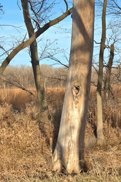 Wildlife Habitat Loess Bluff National Wildlife Refuge Missouri — Stock fotografie