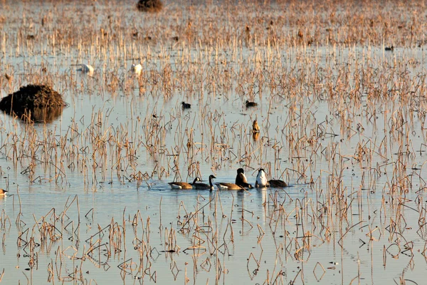 Refugio Nacional Vida Silvestre Loess Bluff Missouri — Foto de Stock