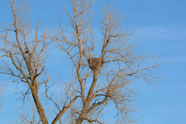 Weißkopfseeadlernest Loess Bluff National Wildlife Refugium Missouri — Stockfoto