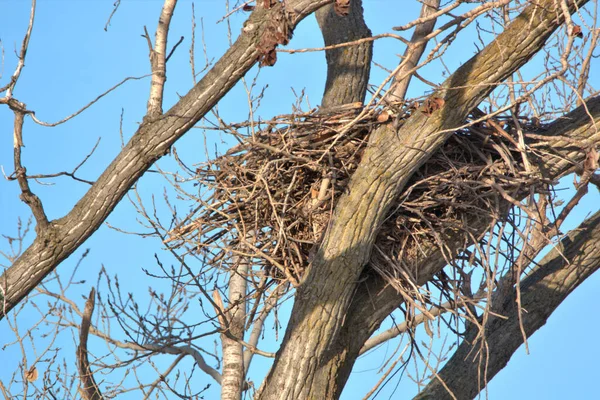 Close View Bald Eagle Nest Loess Bluff National Wildlife Refuge — Stock Photo, Image