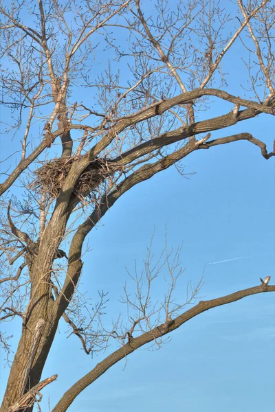 Weißkopfseeadlernest Loess Bluff National Wildlife Refugium Missouri — Stockfoto