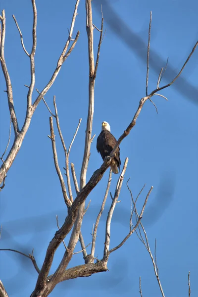 Adulter Weißkopfseeadler Sitzt Hoch Oben Einem Toten Baumwollbaum Loess Bluff — Stockfoto