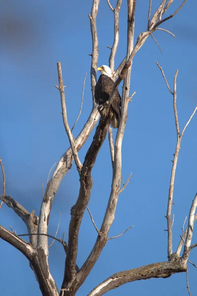 Гніздо Лисого Орла Національному Заповіднику Less Bluff National Wildlife Refuge — стокове фото