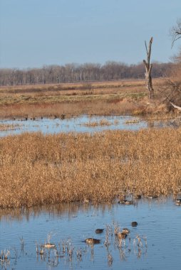 NE Missouri 'deki Loess Bluff Ulusal Yaban Hayatı Sığınağı' nda Kel Kartal yuvası