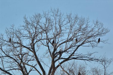 NE Missouri 'deki Loess Bluff Ulusal Yaban Hayatı Sığınağı' nda Kel Kartal yuvası