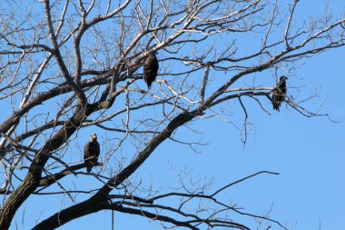 NE Missouri 'deki Loess Bluff Ulusal Yaban Hayatı Sığınağı' nda Kel Kartal yuvası