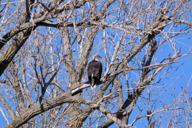 Kel Kartallar göç sırasında kazları takip eder. Besin zincirini doldurmak için hasta ve zayıf ararlar.