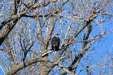 NE Missouri 'deki Loess Bluff Ulusal Yaban Hayatı Sığınağı' nda Kel Kartal yuvası