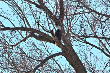 Kel Kartallar göç sırasında kazları takip eder. Besin zincirini doldurmak için hasta ve zayıf ararlar.