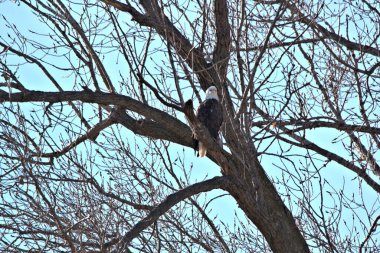 NE Missouri 'deki Loess Bluff Ulusal Yaban Hayatı Sığınağı' nda Kel Kartal yuvası