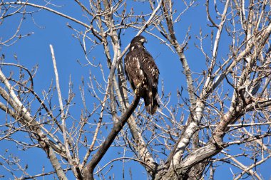 NE Missouri 'deki Loess Bluff Ulusal Yaban Hayatı Sığınağı' nda Kel Kartal yuvası