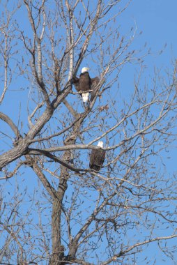 Kel Kartallar göç sırasında kazları takip eder. Besin zincirini doldurmak için hasta ve zayıf ararlar.
