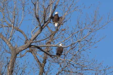 Kel Kartallar göç sırasında kazları takip eder. Besin zincirini doldurmak için hasta ve zayıf ararlar.