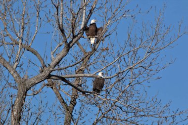 Kel Kartallar göç sırasında kazları takip eder. Besin zincirini doldurmak için hasta ve zayıf ararlar.