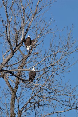 NE Missouri 'deki Loess Bluff Ulusal Yaban Hayatı Sığınağı' nda Kel Kartal yuvası