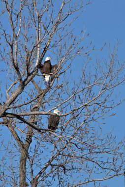 NE Missouri 'deki Loess Bluff Ulusal Yaban Hayatı Sığınağı' nda Kel Kartal yuvası
