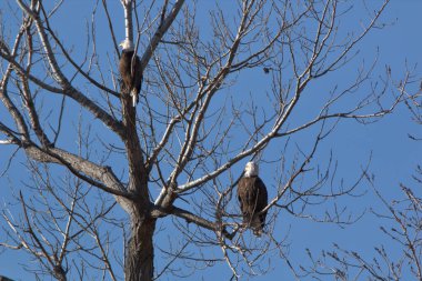 Kel Kartallar göç sırasında kazları takip eder. Besin zincirini doldurmak için hasta ve zayıf ararlar.