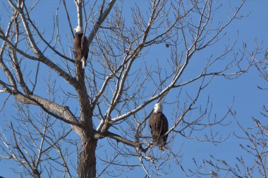 Kel Kartallar göç sırasında kazları takip eder. Besin zincirini doldurmak için hasta ve zayıf ararlar.