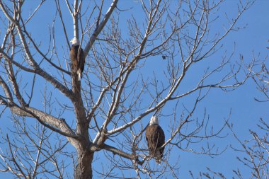 Kel Kartallar göç sırasında kazları takip eder. Besin zincirini doldurmak için hasta ve zayıf ararlar.