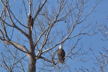 Kel Kartallar göç sırasında kazları takip eder. Besin zincirini doldurmak için hasta ve zayıf ararlar.