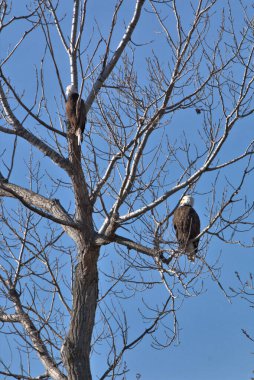 Kel Kartallar göç sırasında kazları takip eder. Besin zincirini doldurmak için hasta ve zayıf ararlar.