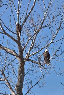 Kel Kartallar göç sırasında kazları takip eder. Besin zincirini doldurmak için hasta ve zayıf ararlar.