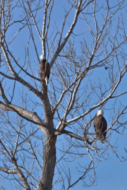 NE Missouri 'deki Loess Bluff Ulusal Yaban Hayatı Sığınağı' nda Kel Kartal yuvası