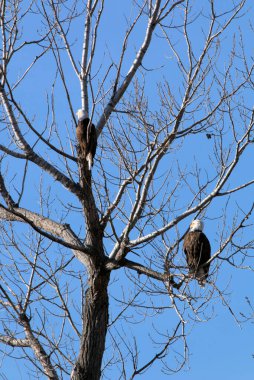 Kel Kartallar göç sırasında kazları takip eder. Besin zincirini doldurmak için hasta ve zayıf ararlar.