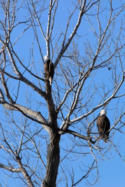 NE Missouri 'deki Loess Bluff Ulusal Yaban Hayatı Sığınağı' nda Kel Kartal yuvası