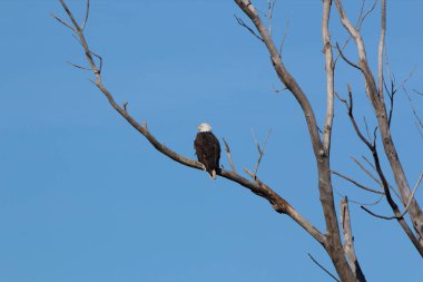 Kel Kartallar göç sırasında kazları takip eder. Besin zincirini doldurmak için hasta ve zayıf ararlar.
