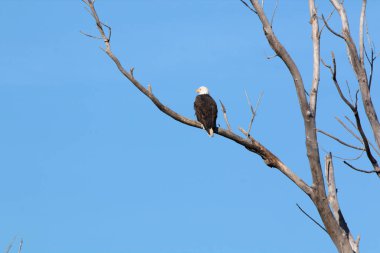 Kel Kartallar göç sırasında kazları takip eder. Besin zincirini doldurmak için hasta ve zayıf ararlar.